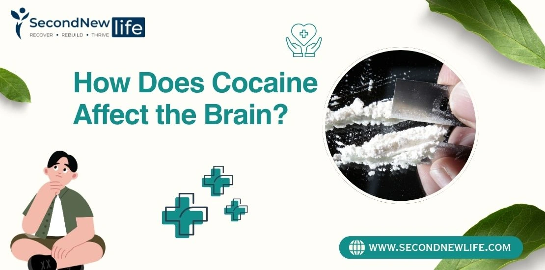 How Does Cocaine Affect the Brain.image