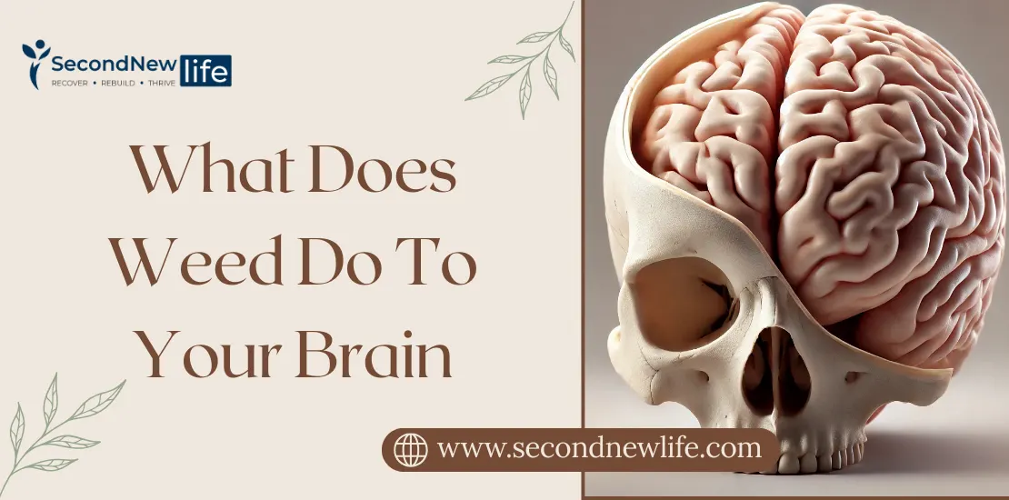 What Does Weed Do To Your Brain. Image