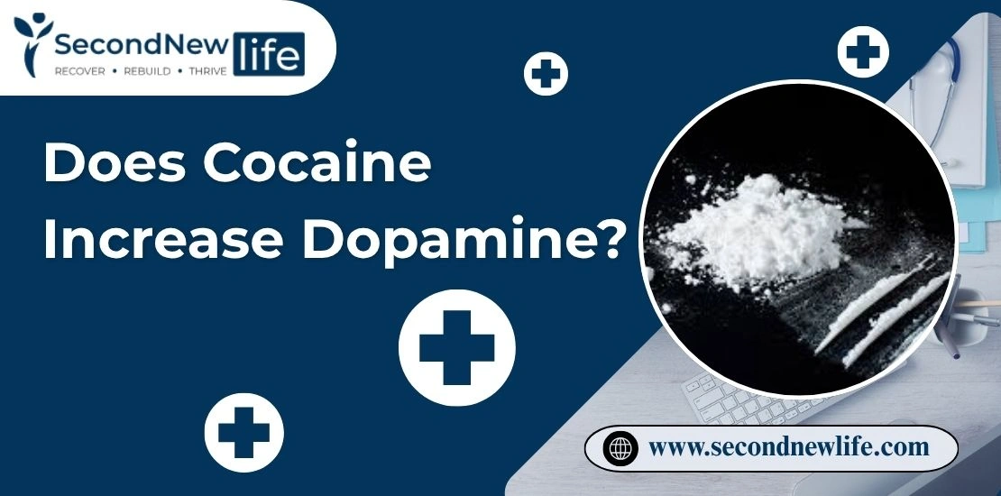 Does Cocaine Increase Dopamine image