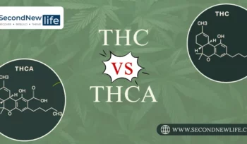 THC Vs THCA image