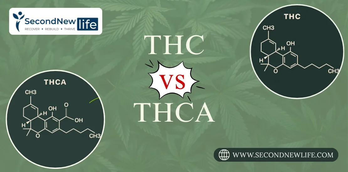 THC Vs THCA image
