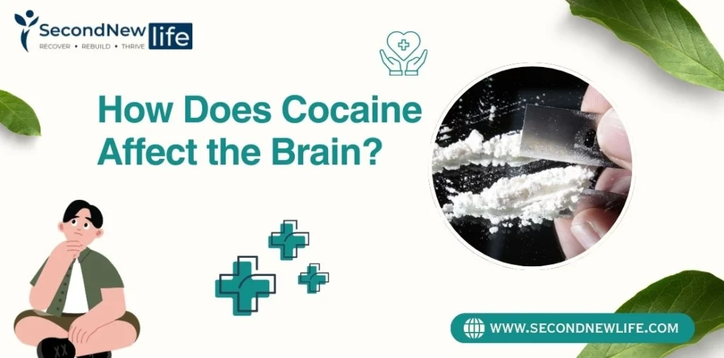 How Does Cocaine Affect the Brain? Address the Impacts & Rehab Tips