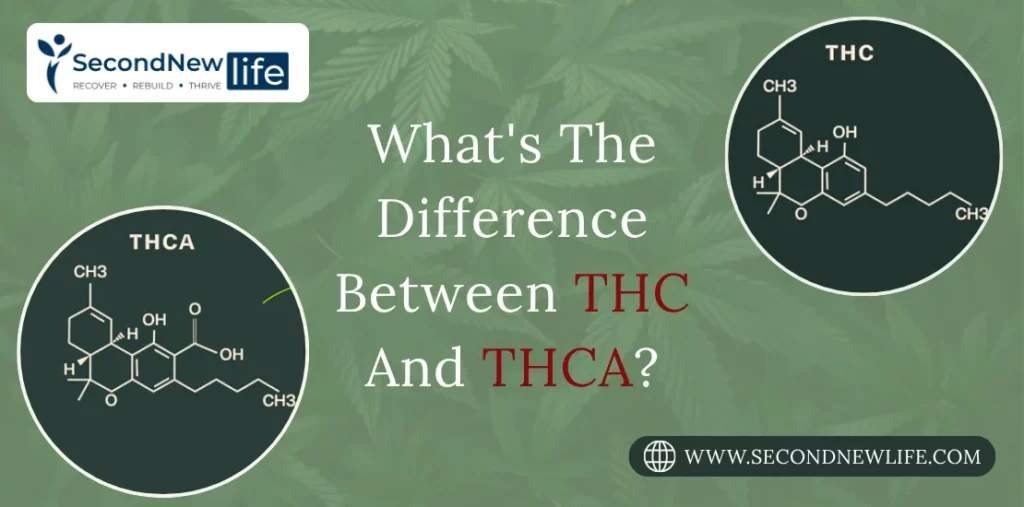 THC vs THCA: Differences In Effects, Legality, And Use
