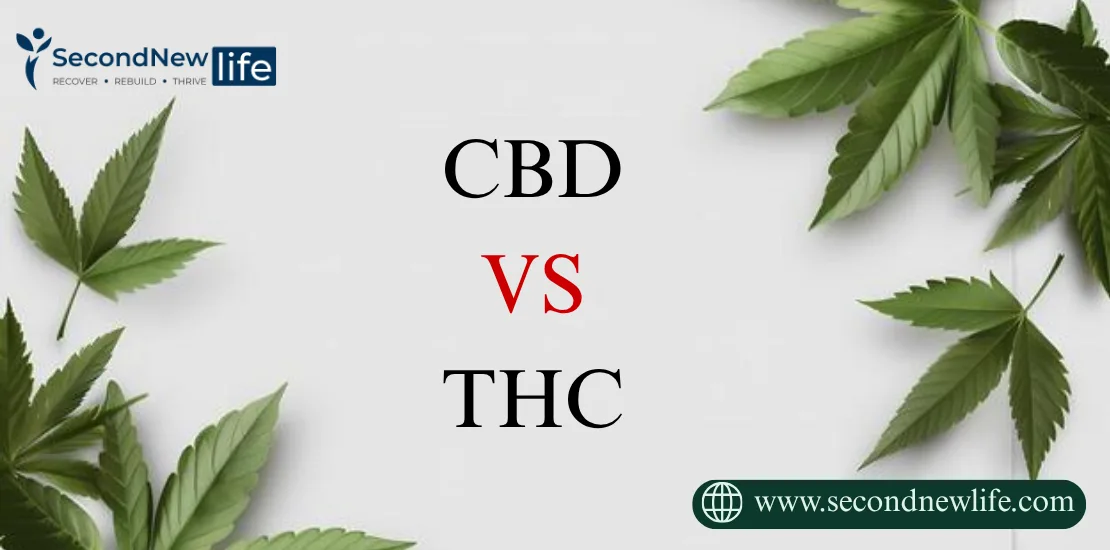 CBD-VS-THC. image