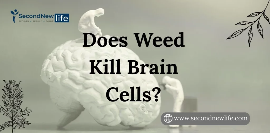 Does Weed Kill Brain Cells In Adults? Is It a Myth Or True